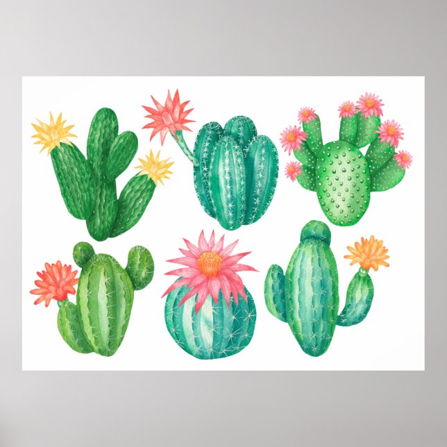 Affiche Ensemble de cactus à fleurs. Éléments isolés sur u (Devant)