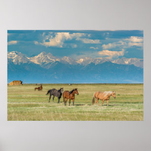 Affiche Entendu de chevaux à Hayfield