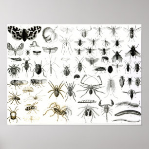 Affiche Entomologie, myriapodes et arachnides