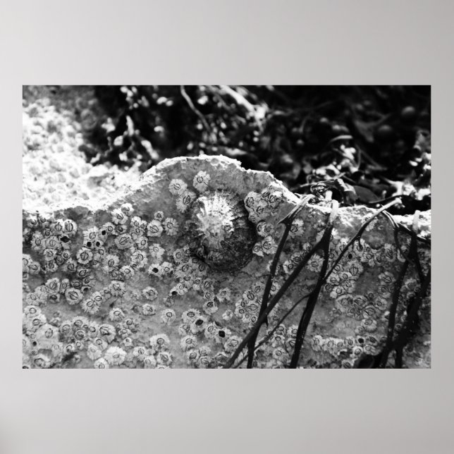 Affiche Entouré (Devant)