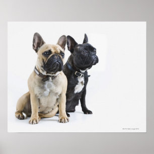 Affiche Entraînement et obéissance des chiens