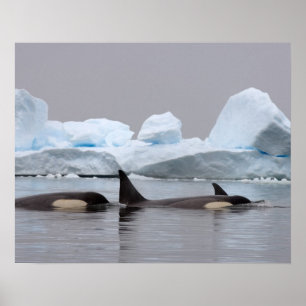 Affiche épaulards (orques), orque d'Orcinus, cosse