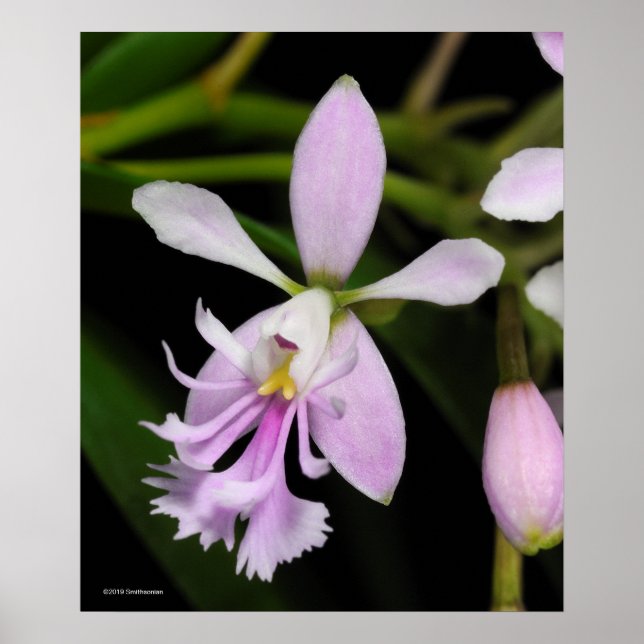 Affiche Epidendrum caligarium (Devant)