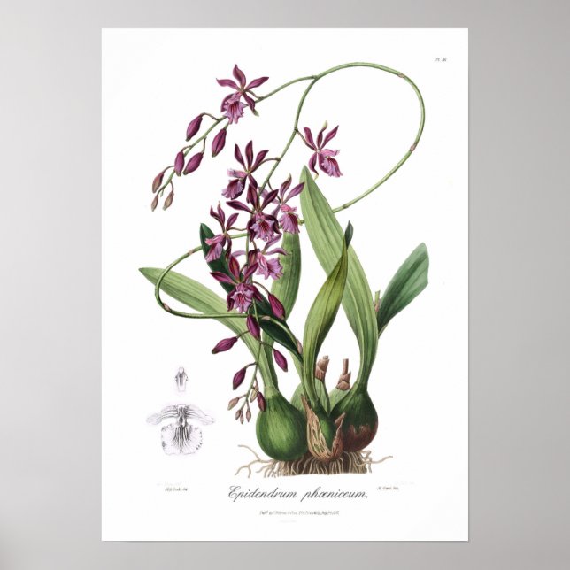 Affiche Epidendrum Phoeniceum. (Devant)