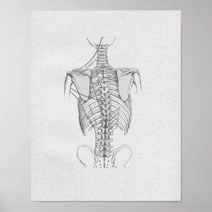 Affiche Épine vintage d'illustration d'anatomie