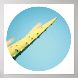 Affiche Épines de Cactus Vert Élégant Ciel Bleu