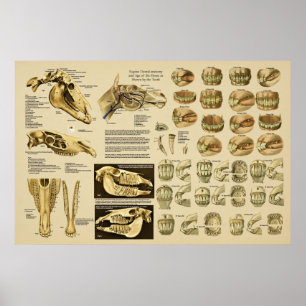 Affiche Equine Dental Anatomy Age of Horse by Teeth