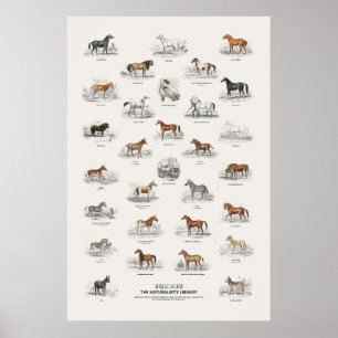 Affiche Équins - Bibliothèque du naturaliste