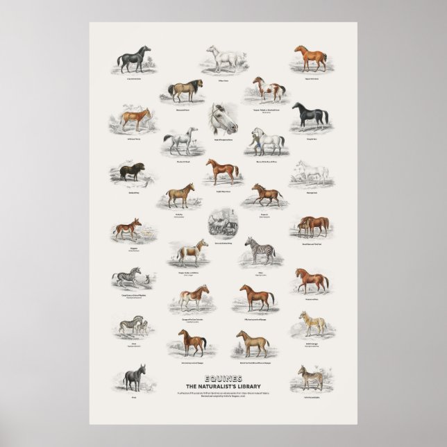 Affiche Équins - Bibliothèque du naturaliste (Devant)