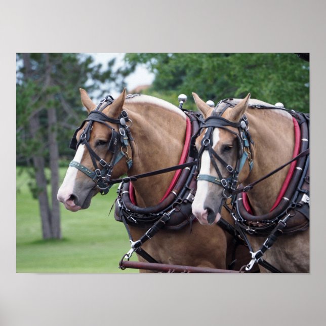 Affiche Équipe de Belgique (Devant)