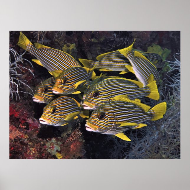 Affiche Équipe de Sweetlips (Devant)