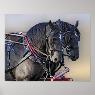 Affiche Équipe de travail de cheval de trait de Percheron