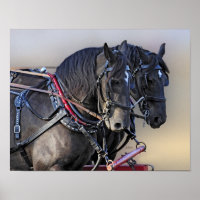 Équipe de travail du Cheval Percheron