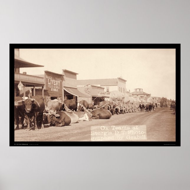 Affiche Équipes Ox à Sturgis Dakota Territory SD 1887 (Devant)