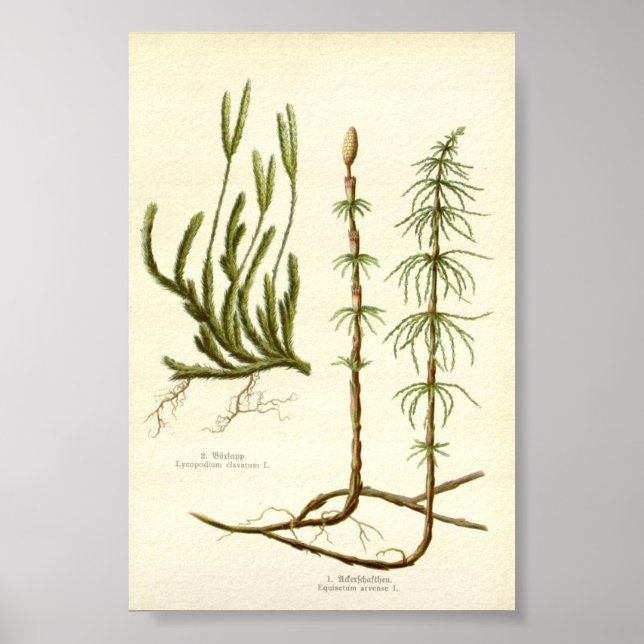 Affiche Equisetum arvense & Lycopodium clavatum (Devant)