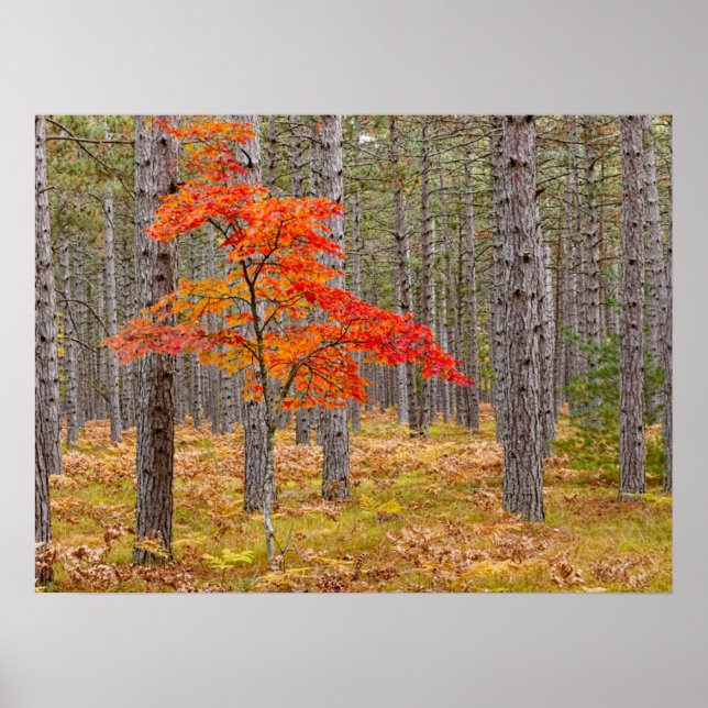 Affiche Érable aux couleurs d'automne (Devant)