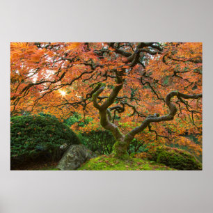 Affiche Érable aux jardins japonais en automne