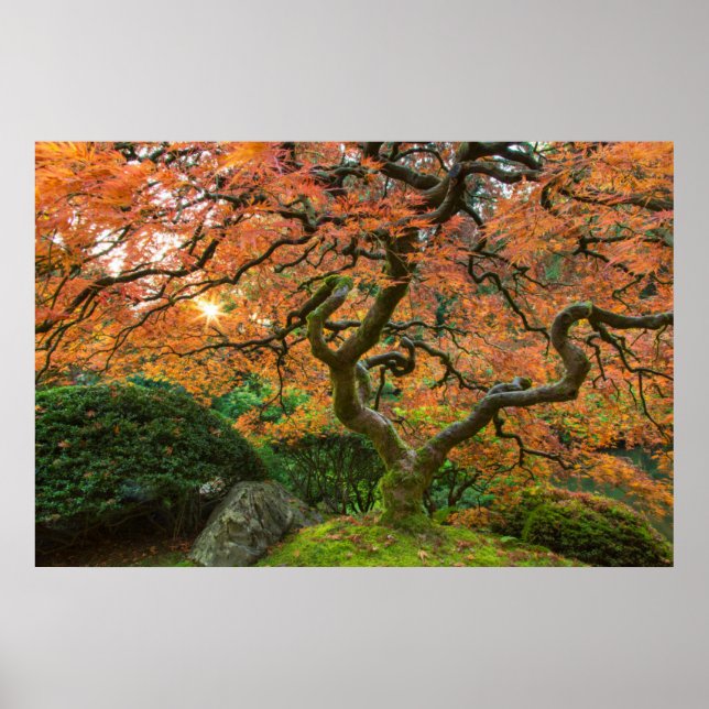 Affiche Érable aux jardins japonais en automne (Devant)