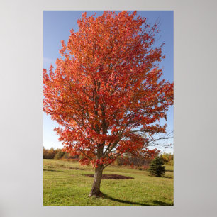 Affiche Érable d'automne avec feuilles rouges en feu