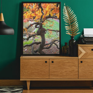 Affiche Érable japonais d'automne tordu