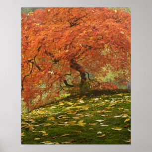 Affiche Érable japonais en couleur automne