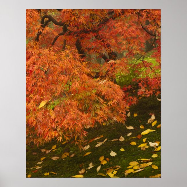 Affiche Érable japonais en couleur d'automne (Devant)