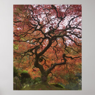 Affiche érable japonais en couleur d'automne