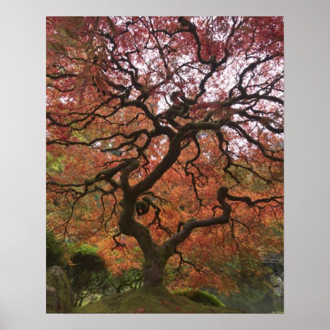 Affiche érable japonais en couleur d'automne (Devant)