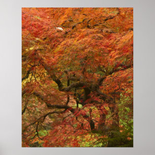 Affiche Érable japonais en couleur d'automne