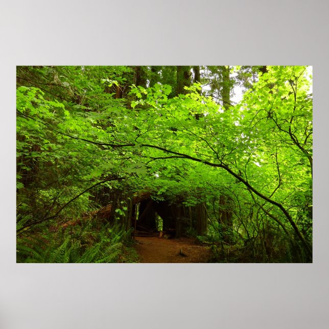 Affiche Érables dans la forêt de séquoias (Devant)