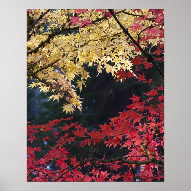 Affiche Érables en couleur d'automne (Devant)