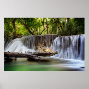 Affiche Erawan Waterfall with Deer Relaxing
