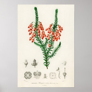 Affiche Erica ardens - un cadeau pour votre Erica