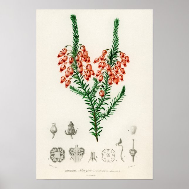 Affiche Erica ardens - un cadeau pour votre Erica (Devant)