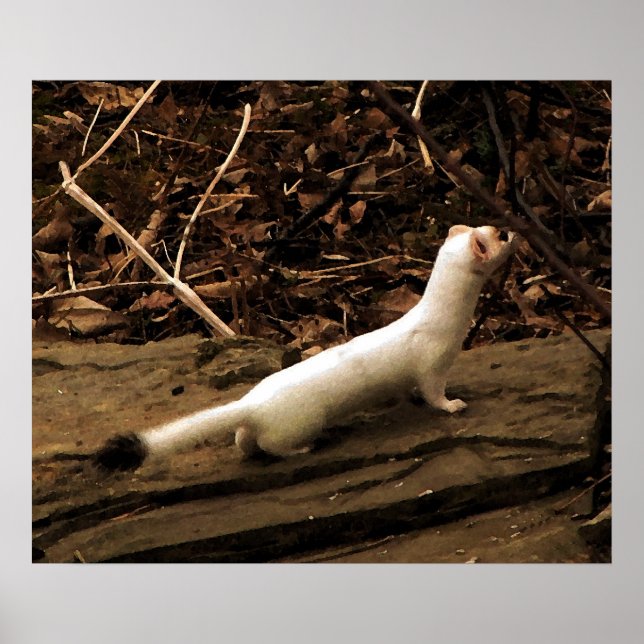 Affiche Ermine (Devant)