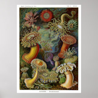Affiche Ernst Haeckel