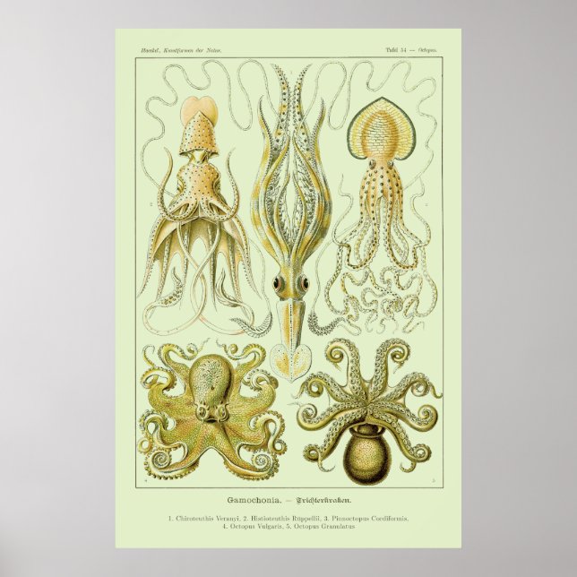 Affiche Ernst Haeckel (Devant)