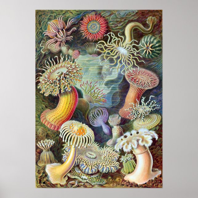 Affiche Ernst Haeckel Actiniae (Devant)