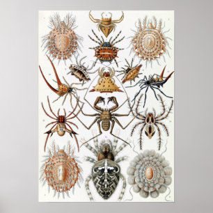 Affiche Ernst Haeckel Arachnida