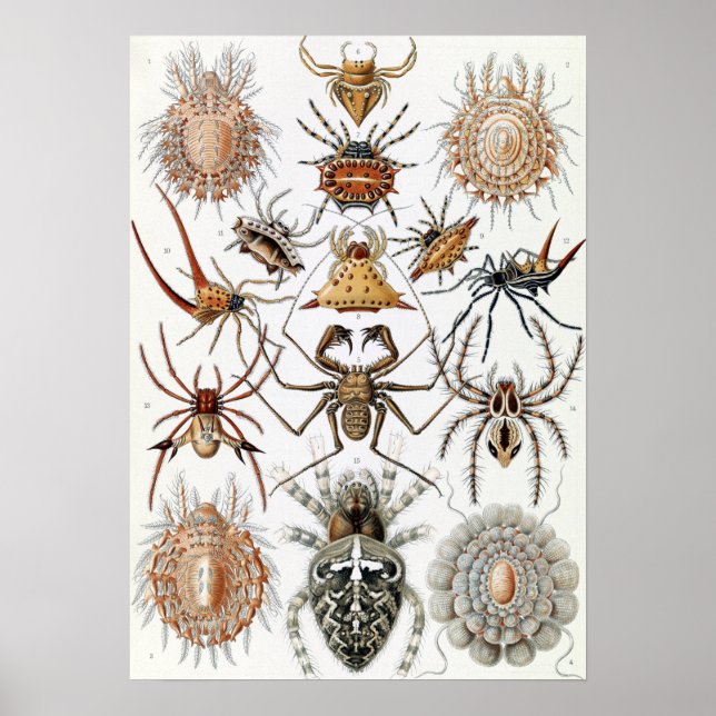 Affiche Ernst Haeckel Arachnida Ariders (Devant)