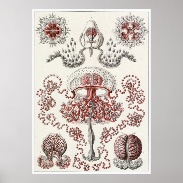 Affiche Ernst Haeckel Art Imprimer : Anthomedusae (Devant)