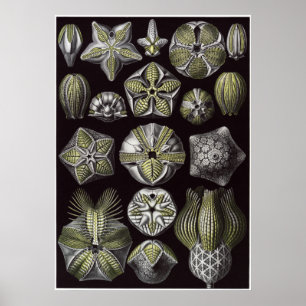 Affiche Ernst Haeckel Art Imprimer : Blastoidea