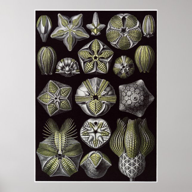 Affiche Ernst Haeckel Art Imprimer : Blastoidea (Devant)