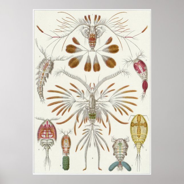 Affiche Ernst Haeckel Art Imprimer : Copepoda (Devant)