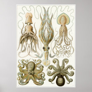 Affiche Ernst Haeckel Art Imprimer : Gamochonia