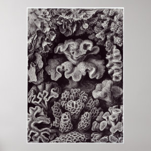 Affiche Ernst Haeckel Art Imprimer : Hexacoralla