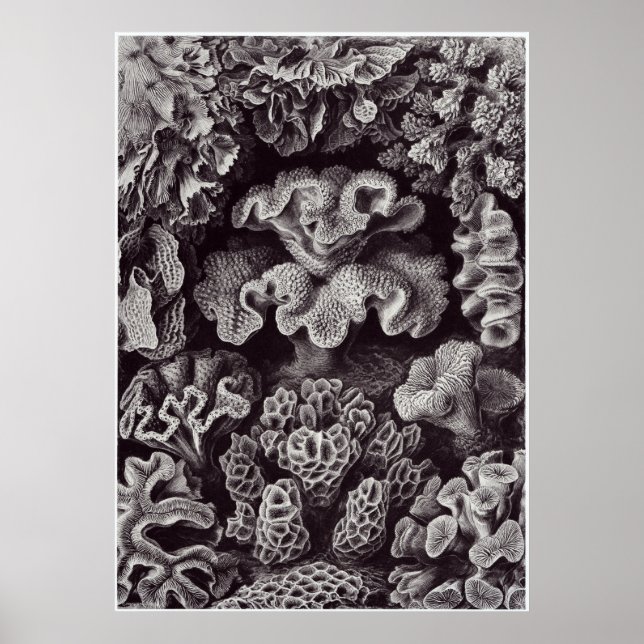 Affiche Ernst Haeckel Art Imprimer : Hexacoralla (Devant)
