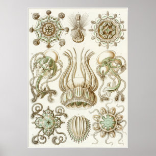 Affiche Ernst Haeckel Art Imprimer : Narcomedusae