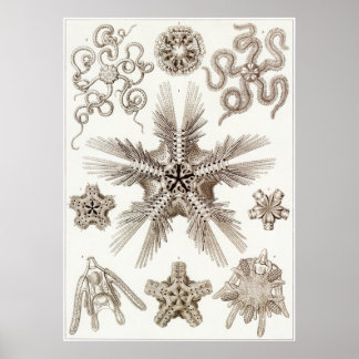 Affiche Ernst Haeckel Art Imprimer : Ophiodea