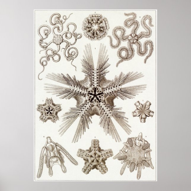 Affiche Ernst Haeckel Art Imprimer : Ophiodea (Devant)